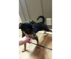Black And Tan Rat Terrier Puppies For Sale - 2