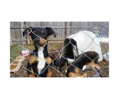 Black And Tan Rat Terrier Puppies For Sale - 3
