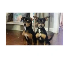 Black And Tan Rat Terrier Puppies For Sale - 5