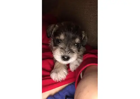 Miniature Schnauzer puppies for sale in Gainesville, FL