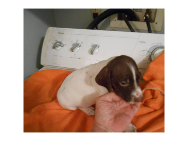 German Shorthaired pointer puppies for sale - 3 Left in ...