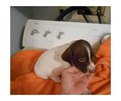 German Shorthaired pointer puppies for sale - 3 Left