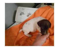 German Shorthaired pointer puppies for sale - 3 Left - 2