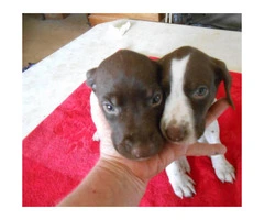 German Shorthaired pointer puppies for sale - 3 Left - 3