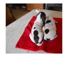 German Shorthaired pointer puppies for sale - 3 Left - 4