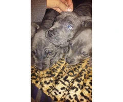 11 weeks old Full blooded Cane corso puppies