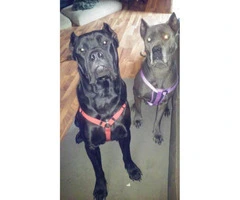 11 weeks old Full blooded Cane corso puppies - 4