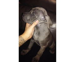 11 weeks old Full blooded Cane corso puppies - 6