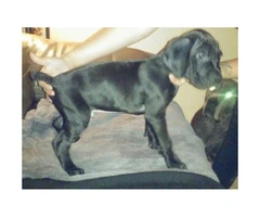 11 weeks old Full blooded Cane corso puppies - 8
