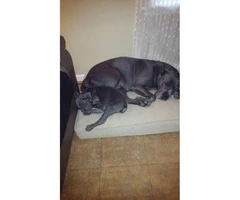 11 weeks old Full blooded Cane corso puppies - 9