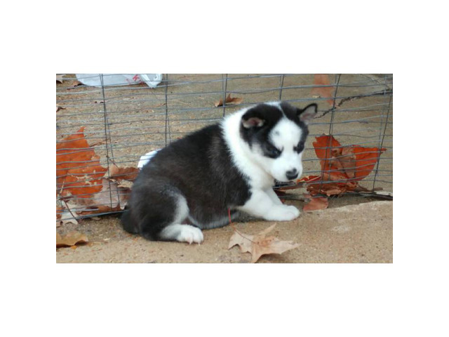 3 AKC Siberian husky puppies left in Memphis, Tennessee - Puppies for Sale Near Me