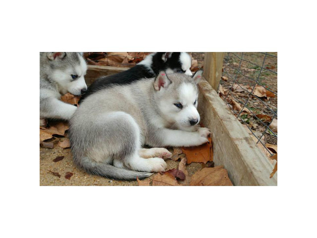 3 AKC Siberian husky puppies left in Memphis, Tennessee - Puppies for Sale Near Me