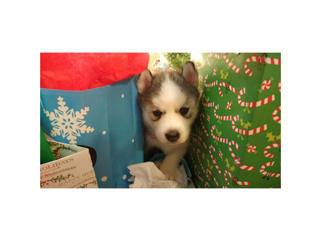 3 AKC Siberian husky puppies left in Memphis, Tennessee - Puppies for Sale Near Me
