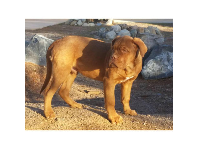 4 months old Male CKC French Mastiff in Victorville