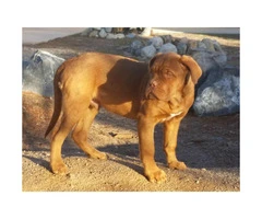 4 months old Male CKC French Mastiff