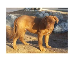 4 months old Male CKC French Mastiff - 2