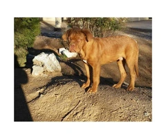 4 months old Male CKC French Mastiff - 3