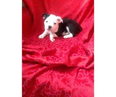 Two Males & One Female Boston Terrier Puppies Available