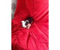 Two Males & One Female Boston Terrier Puppies Available - 2