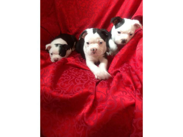 Two Males & One Female Boston Terrier Puppies Available in
