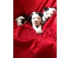 Two Males & One Female Boston Terrier Puppies Available - 3