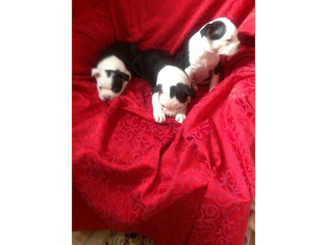 Two Males & One Female Boston Terrier Puppies Available in