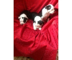 Two Males & One Female Boston Terrier Puppies Available - 4