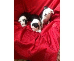 Two Males & One Female Boston Terrier Puppies Available - 5