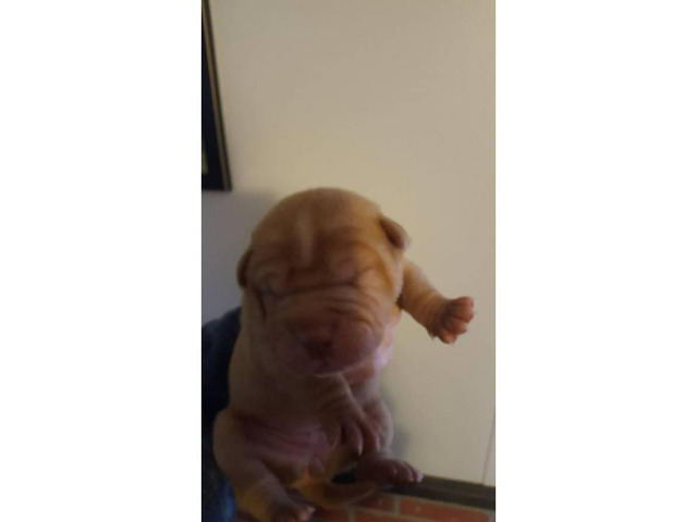 Female SharPei puppies 3 Female Available in Dahlonega