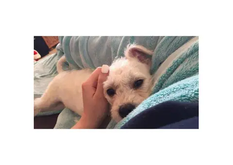 12 weeks old Pushon Puppies for Sale