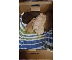 12 weeks old Pushon Puppies for Sale
