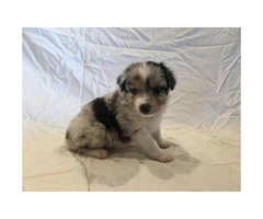 Males and females Australian Shepherd puppies from 2 Litters