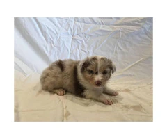 Males and females Australian Shepherd puppies from 2 Litters - 2