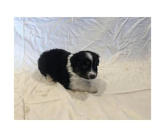 Males and females Australian Shepherd puppies from 2 Litters - 3