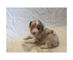 Males and females Australian Shepherd puppies from 2 Litters - 5