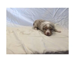 Males and females Australian Shepherd puppies from 2 Litters - 6