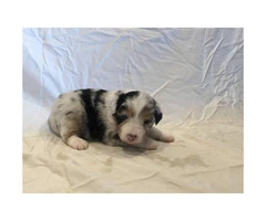 Males and females Australian Shepherd puppies from 2 Litters - 7