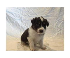 Males and females Australian Shepherd puppies from 2 Litters - 8