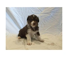 Males and females Australian Shepherd puppies from 2 Litters - 9