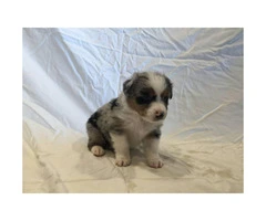 Males and females Australian Shepherd puppies from 2 Litters - 10