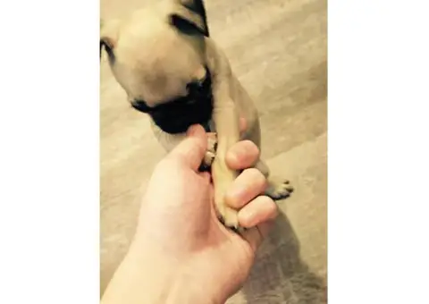 Cute Pug puppies for adoption