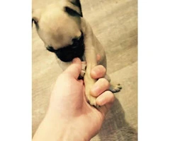 Cute Pug puppies for adoption - 1