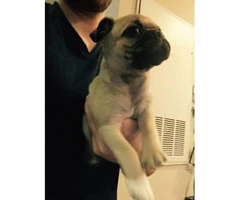 Cute Pug puppies for adoption - 2