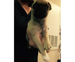 Cute Pug puppies for adoption - 3