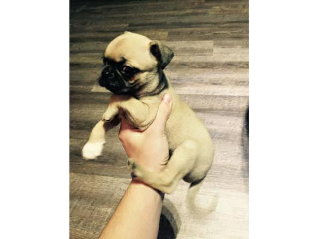 Cute Pug puppies for adoption in Charlotte, North Carolina - Puppies for Sale Near Me