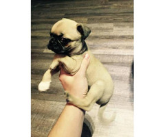 Cute Pug puppies for adoption in Charlotte, North Carolina ...