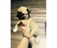 Cute Pug puppies for adoption - 9