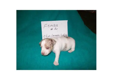 3 purebred female rat terrier puppies for sale