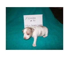 3 purebred female rat terrier puppies for sale - 1