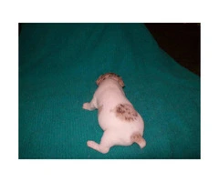 3 purebred female rat terrier puppies for sale - 2